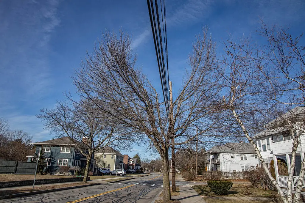 Izbegavajte sadnju drveća ispod dalekovoda | Moje Dvorište Izbegavajte sadnju drveća ispod dalekovoda | Moje Dvorište