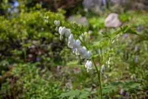 Nazivi biljaka - binomna nomenklatura-3 | Moje Dvorište Nazivi biljaka - binomna nomenklatura | Moje Dvorište