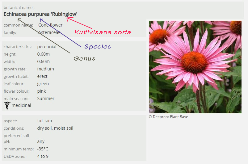 Nazivi biljaka - binomna nomenklatura | Moje Dvorište Nazivi biljaka - binomna nomenklatura | Moje Dvorište