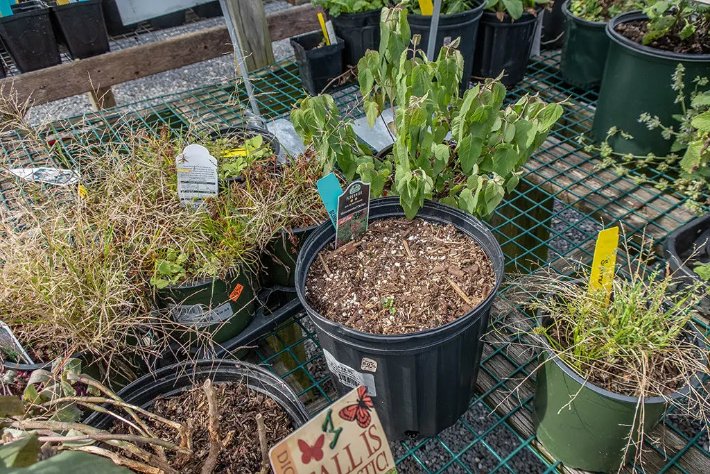 Odabir4 | Moje Dvorište Zdrave bilјke | Moje Dvorište