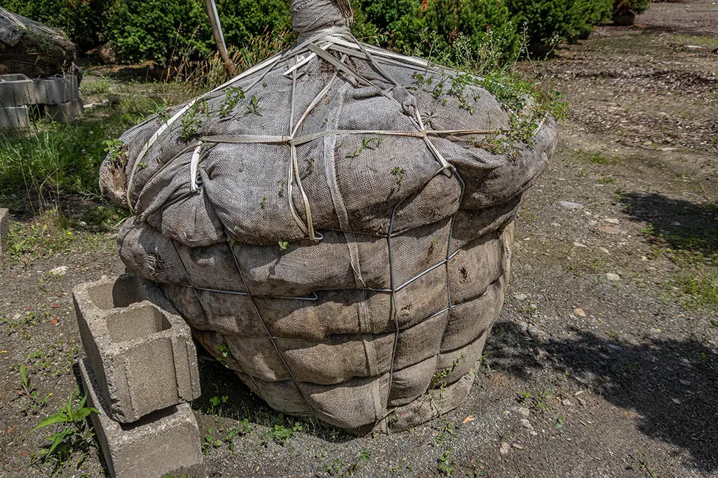 Odabir6 | Moje Dvorište Odabir | Moje Dvorište