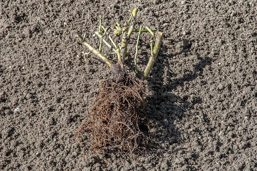 Odabir7 | Moje Dvorište odabir | Moje Dvorište