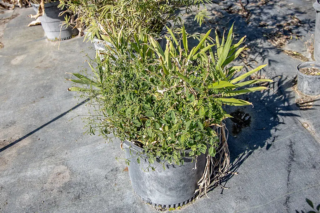 Odabir8 | Moje Dvorište odabir | Moje Dvorište