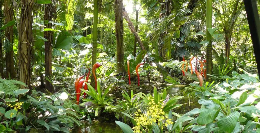 Plant species | Moje Dvorište | Moje Dvorište