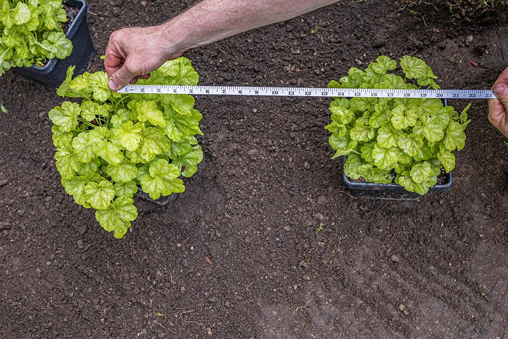Pregled1 | Moje Dvorište Razmak bilјaka 45cm (traka na slici je u inčima) u sredini | Moje Dvorište