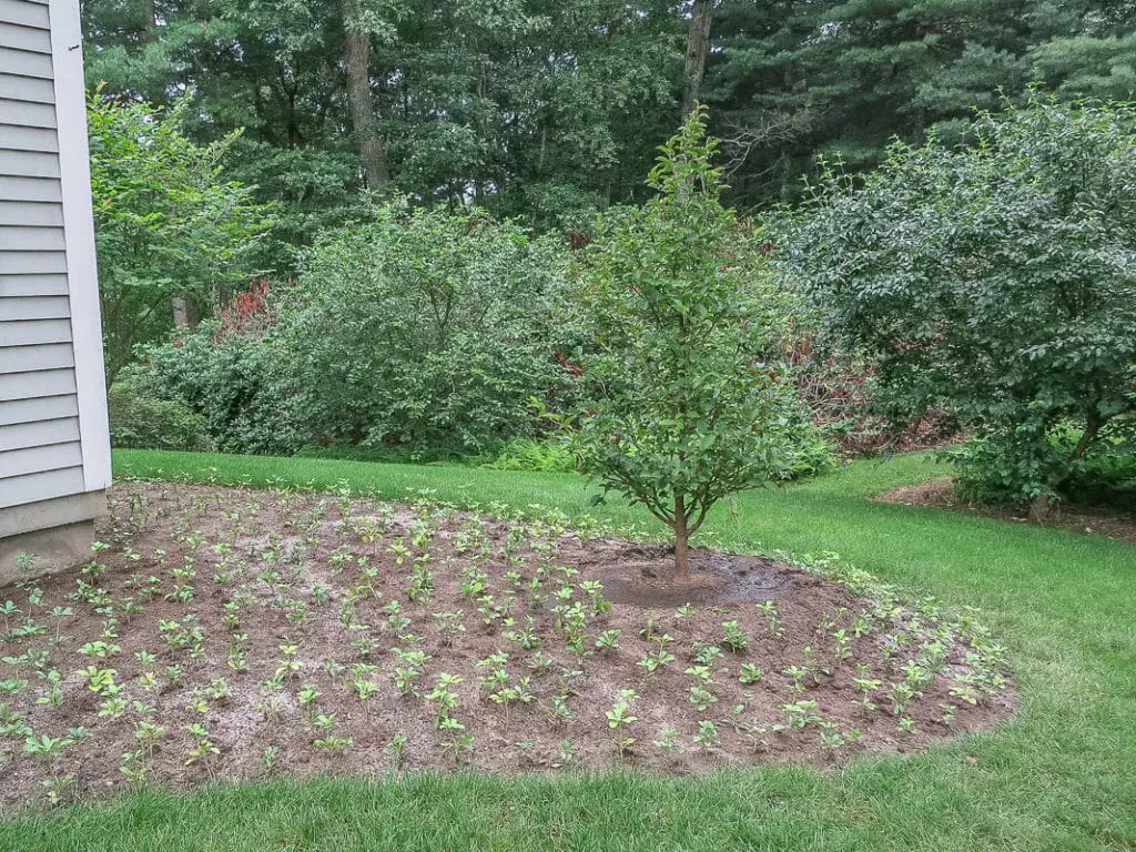 Pregled3 | Moje Dvorište Pravilan razmak bilјaka je klјučan za uspešno baštovanstvo! | Moje Dvorište