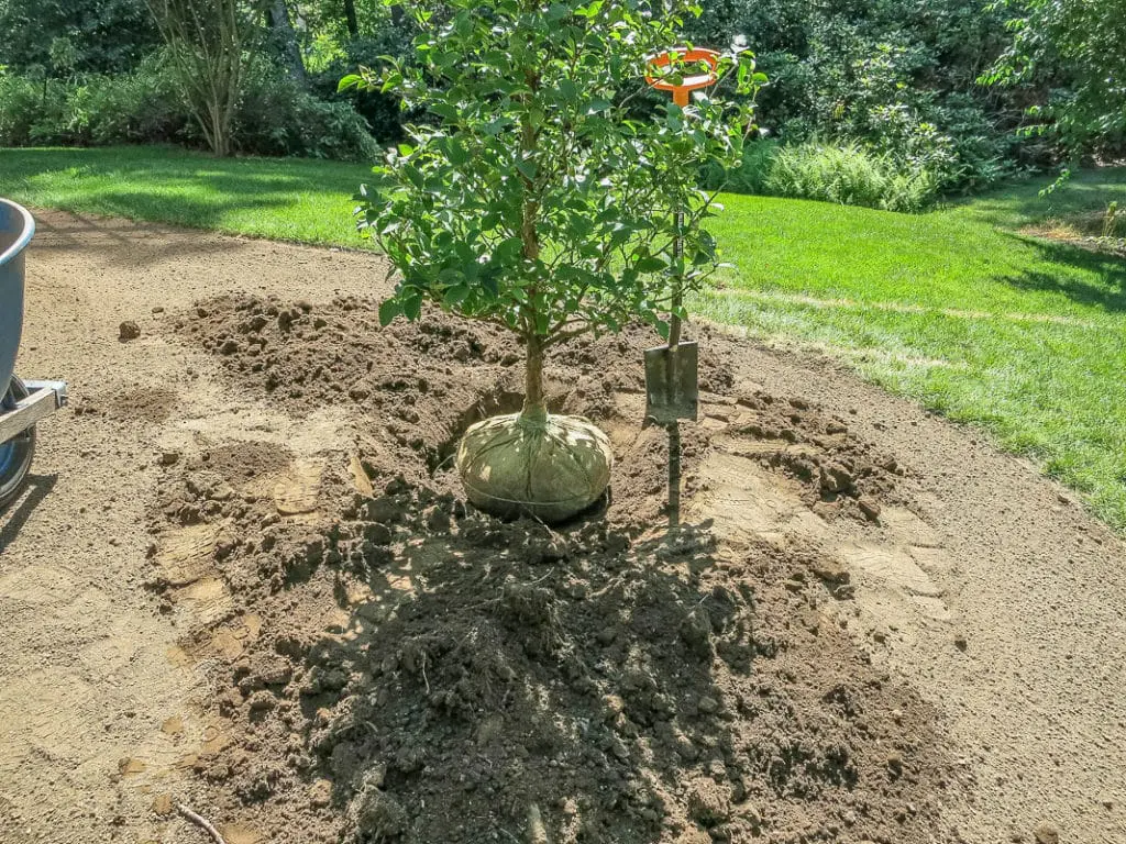 Pregled4 | Moje Dvorište Prvo posadite velike bilјke da ne biste gazili male dok sadite | Moje Dvorište