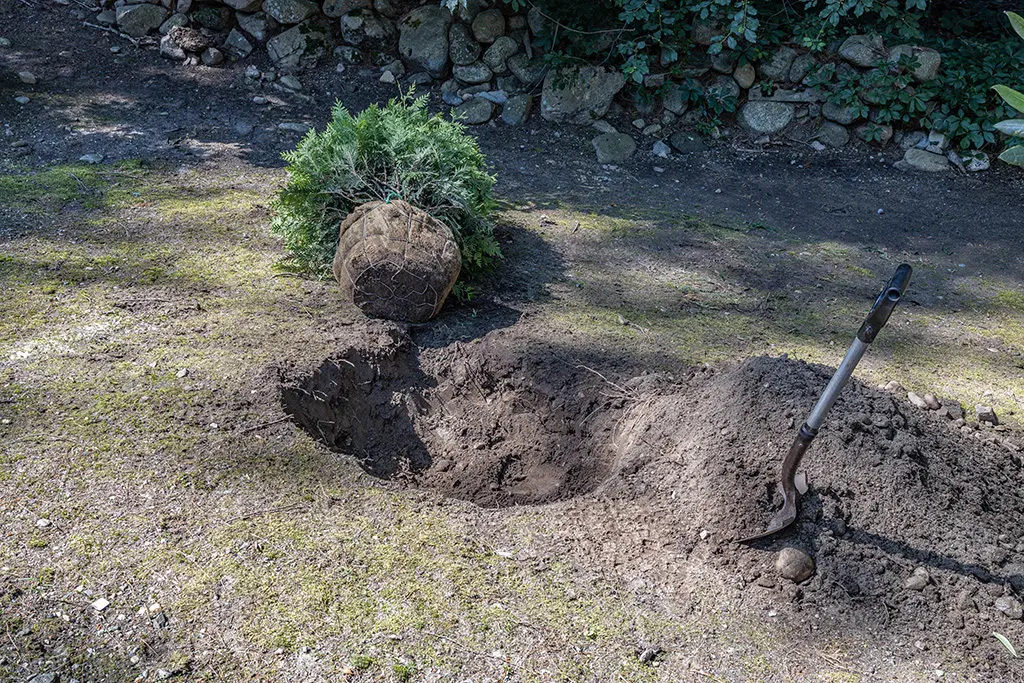 Priprema12 | Moje Dvorište Iskopajte rupu oko dva puta veće širine od korenske kugle ili kontejnera | Moje Dvorište