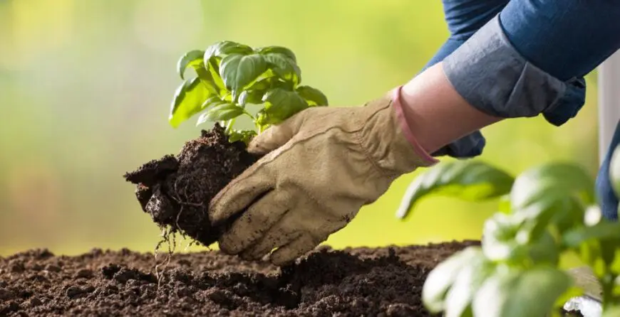 Sadnja biljaka | Moje Dvorište Sadnja biljaka | Moje Dvorište