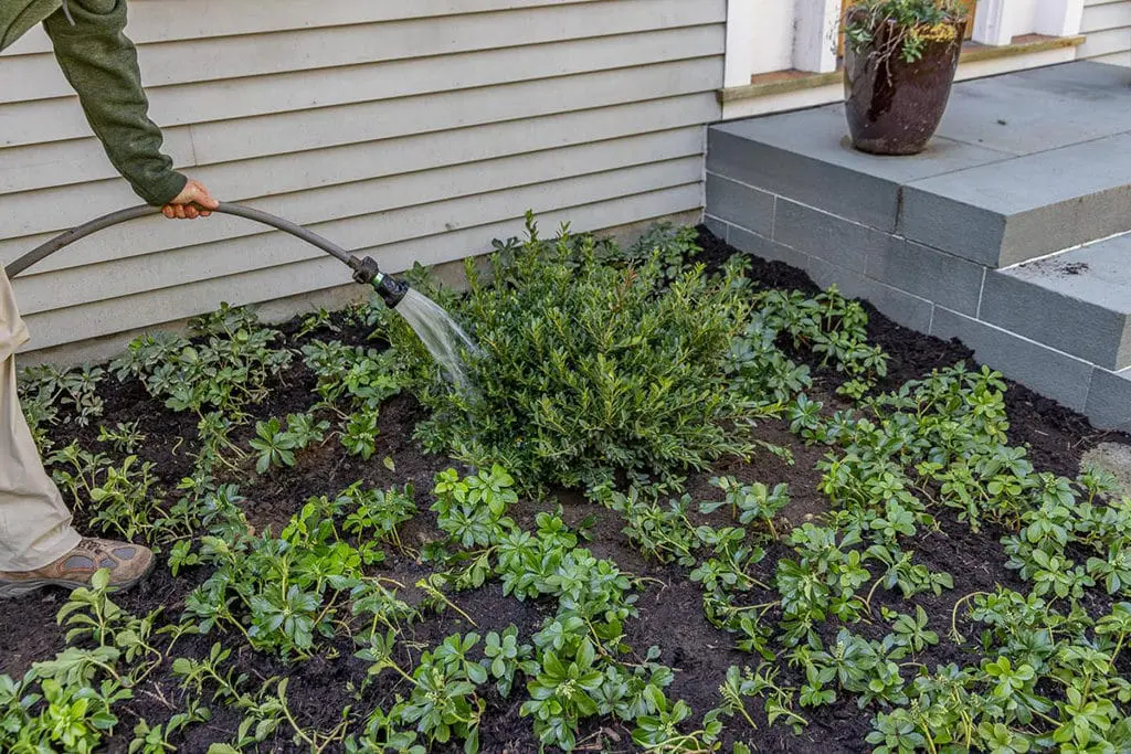 Sadnja10 | Moje Dvorište Napravite tanjir oko bilјke da sadrži vodu | Moje Dvorište