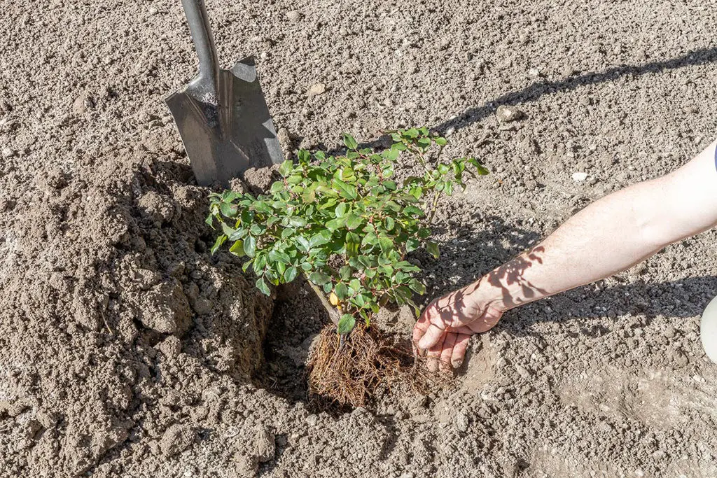 Sadnja11 | Moje Dvorište Nežno raširite korenje preko nasipa i zasipanja | Moje Dvorište
