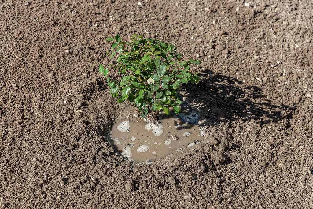 Sadnja12 | Moje Dvorište Bilјke sa golim korenom zalivajte odmah nakon sadnje | Moje Dvorište