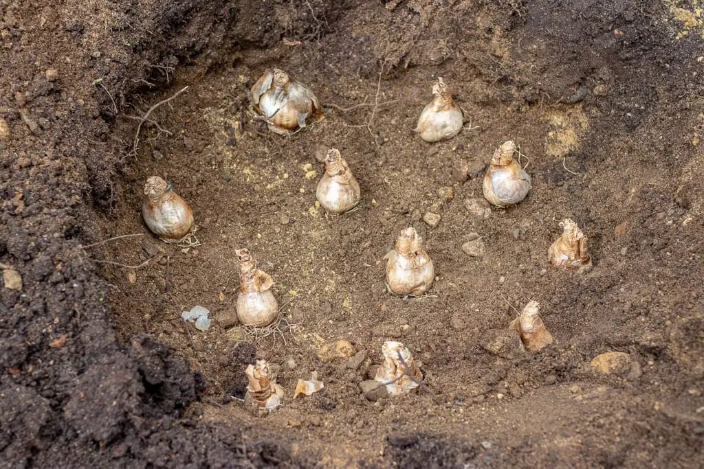 Sadnja13 | Moje Dvorište Sadnja lukovica | Moje Dvorište