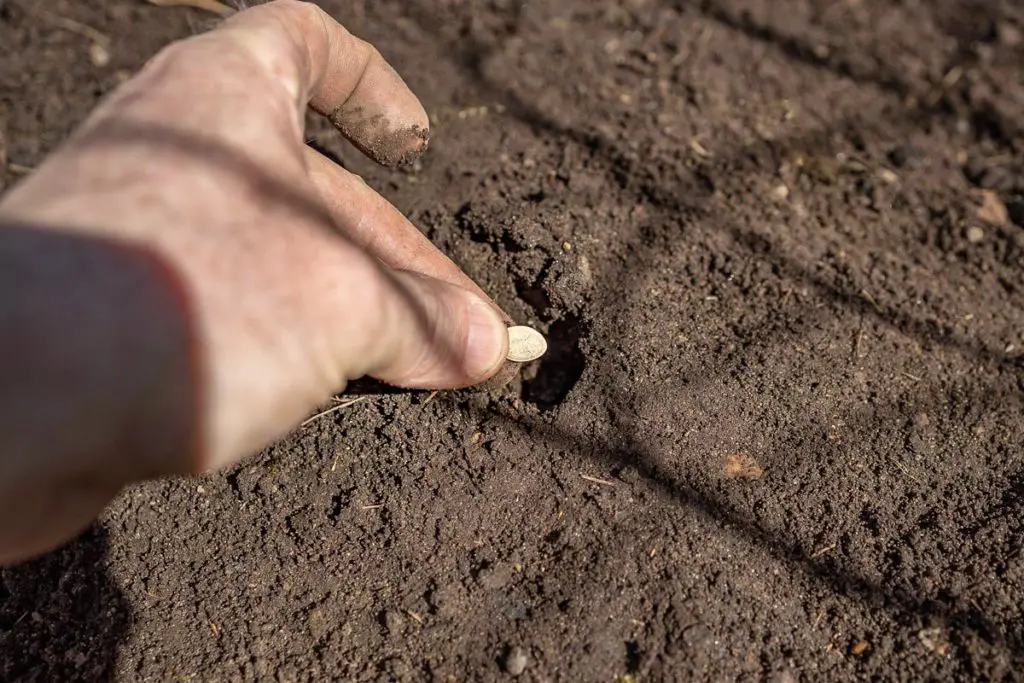 Sadnja semena | Moje Dvorište Sadnja semena | Moje Dvorište