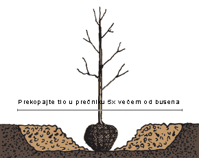 Sadnja2-1 | Moje Dvorište Sadnja busena | Moje Dvorište