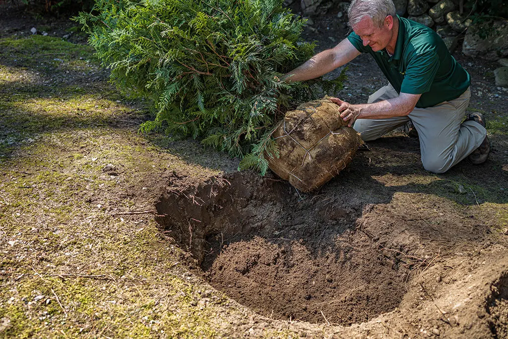 Sadnja4 | Moje Dvorište Sadnja busena | Moje Dvorište