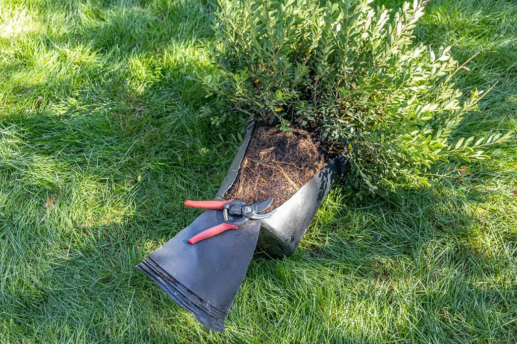 Sadnja7 | Moje Dvorište Kontejner | Moje Dvorište