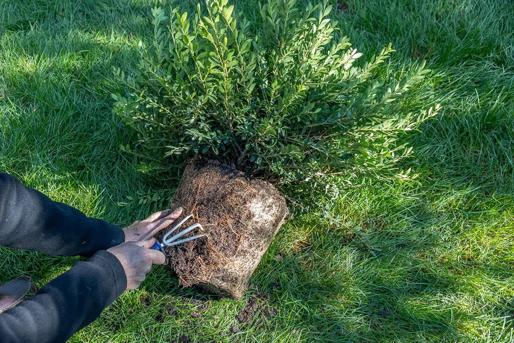 Sadnja9 | Moje Dvorište Rasčešljavanje korenja | Moje Dvorište