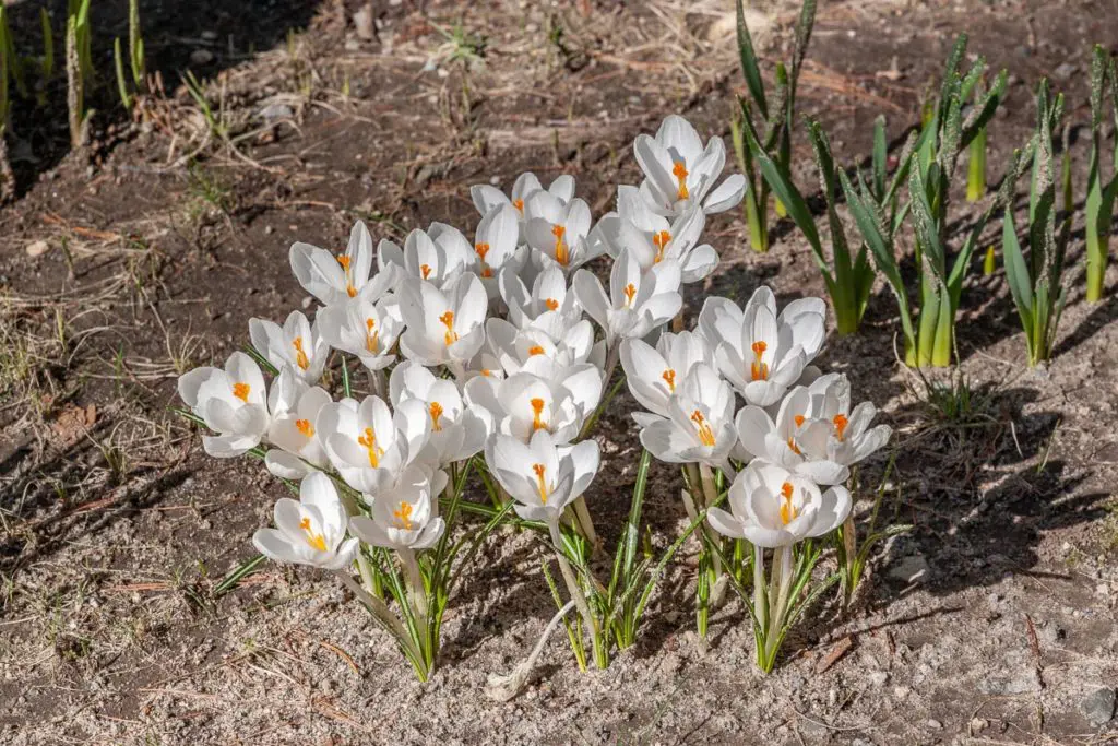 lukovice | Moje Dvorište Prolećne lukovice cvetaju dok druge bilјke sazrevaju | Moje Dvorište