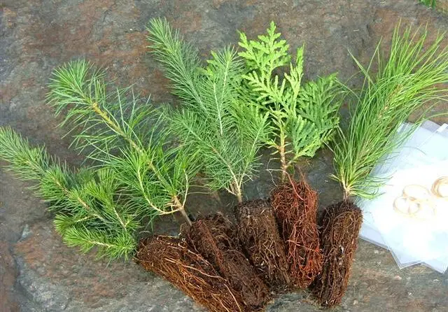 seedlings | Moje Dvorište | Moje Dvorište