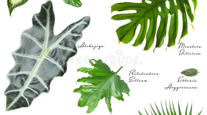 set-different-tropical-leaves-white-background-142766315 | Moje Dvorište Botanical name | Moje Dvorište