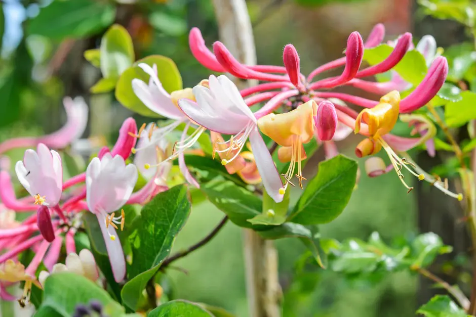 Lonicera periclimenum | Moje Dvorište Lonicera periclimenum | Moje Dvorište