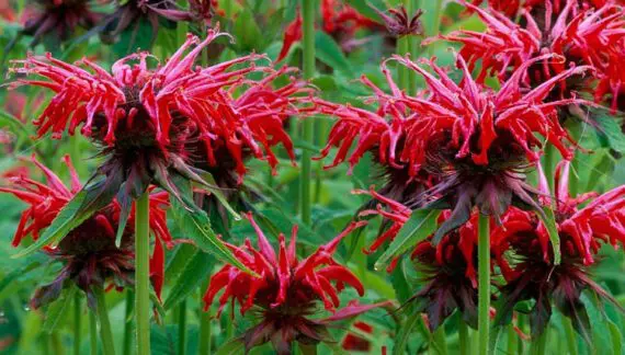 Kako uzgajati Monardu