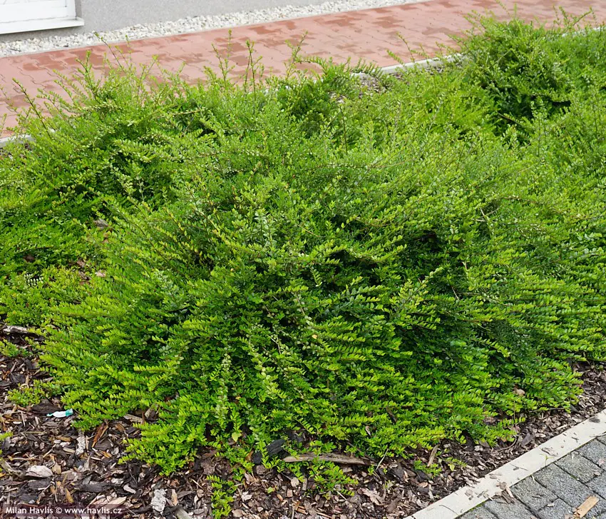 Lonicera nitida | Moje Dvorište Orlovi Nokti - Lonicera nitida | Moje Dvorište