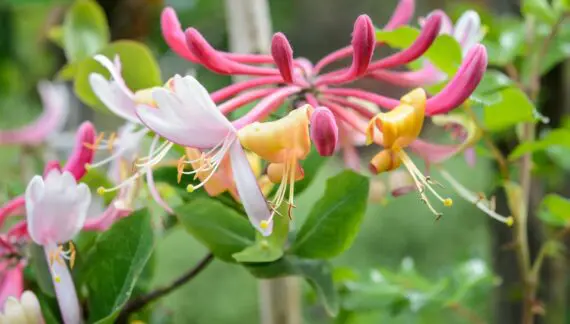 Orlovi Nokti Lonicera