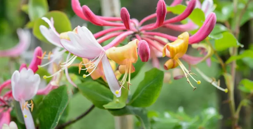 Lonicera | Moje Dvorište Orlovi Nokti Lonicera | Moje Dvorište