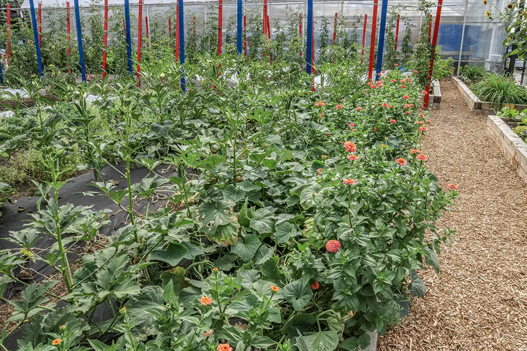 Đubrenje2 | Moje Dvorište Jednogodišnje cveće | Moje Dvorište