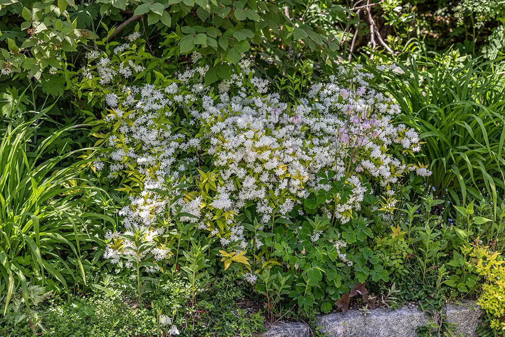 Đubrenje3 | Moje Dvorište Listopadni grmovi | Moje Dvorište