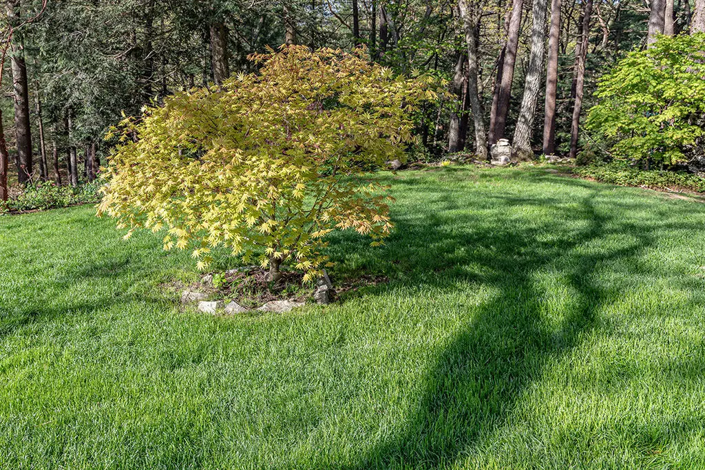 Đubrenje4 | Moje Dvorište Mlado stablo | Moje Dvorište