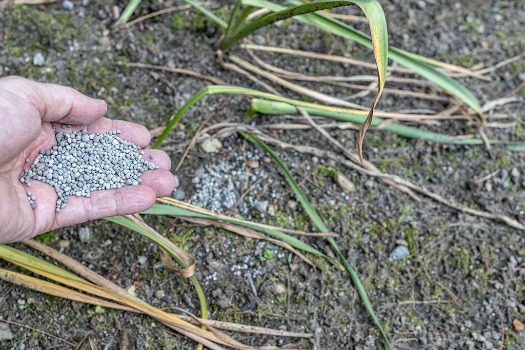 Đubrenje5 | Moje Dvorište Lukovice | Moje Dvorište