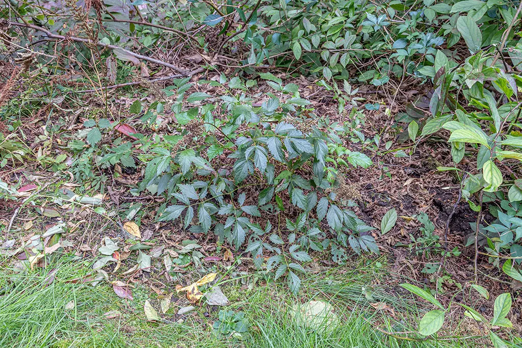 Deljenje korena2 | Moje Dvorište Deljenje korena | Moje Dvorište