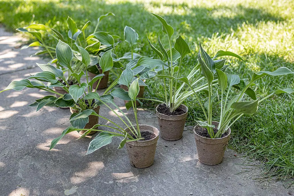 Deljenje korena4 | Moje Dvorište Deljenje korena | Moje Dvorište