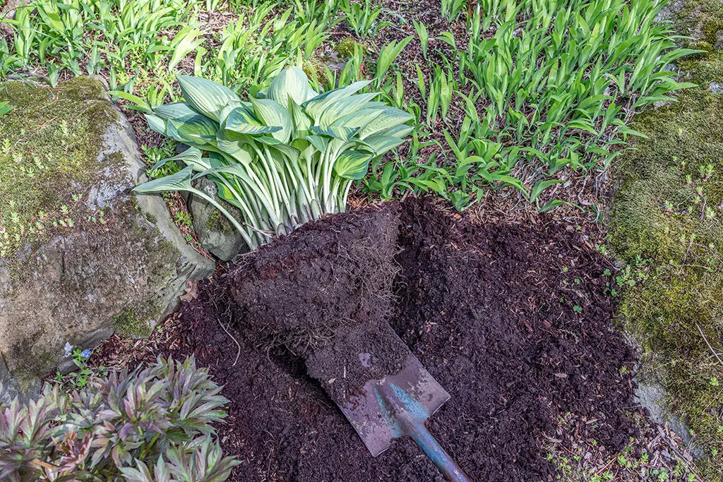 Deljenje korena5 | Moje Dvorište Nežno izvadite bilјku iz zemlјe | Moje Dvorište