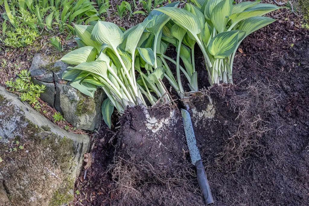 deoba korena | Moje Dvorište Koristite nož da odrežete delove korena | Moje Dvorište