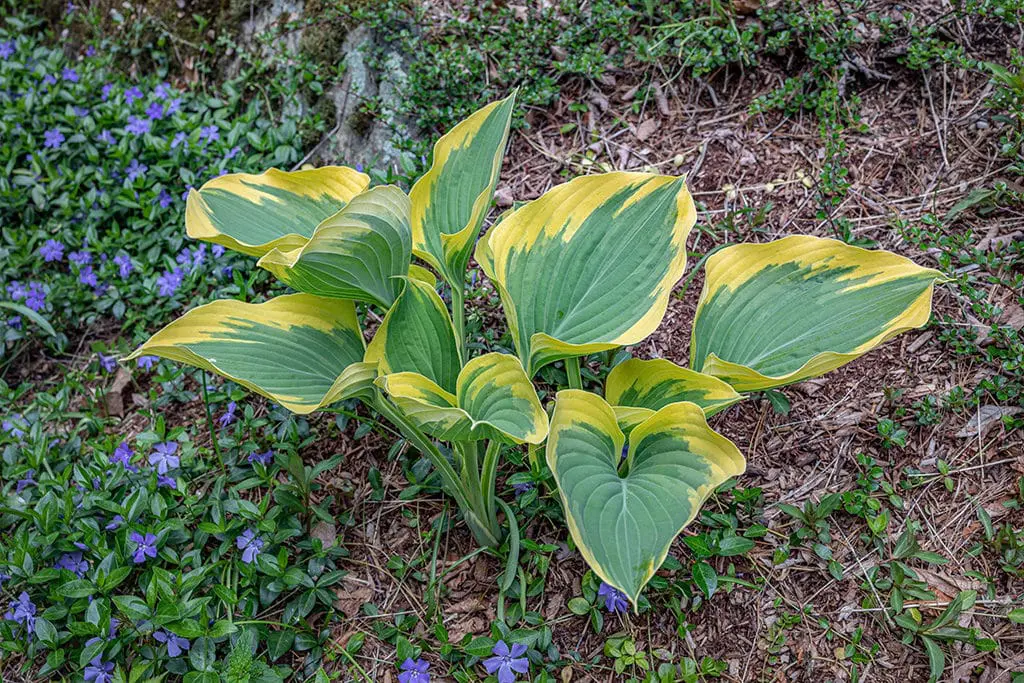 Deljenje korena7 | Moje Dvorište Delјenje u proleće | Moje Dvorište
