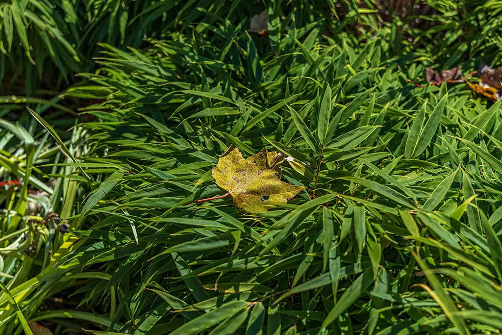 Deljenje korena8 | Moje Dvorište Podela u jesen | Moje Dvorište