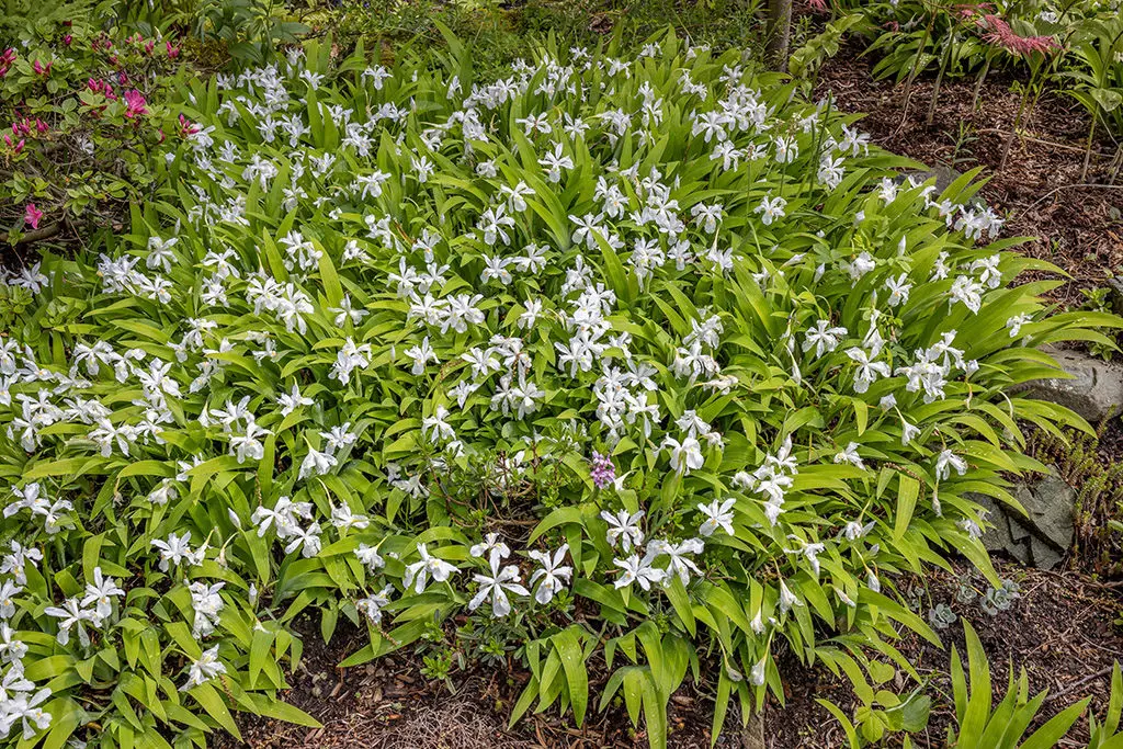 Deljenje korena9 | Moje Dvorište Najbolјe je sačekati da bilјka završi sa cvetanjem da biste je podelili | Moje Dvorište