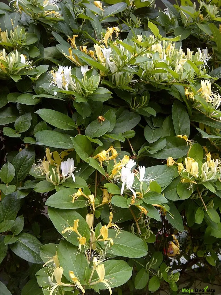 Lonicera japonica 'Halliana' | Moje Dvorište Lonicera japonica | Moje Dvorište'Halliana'