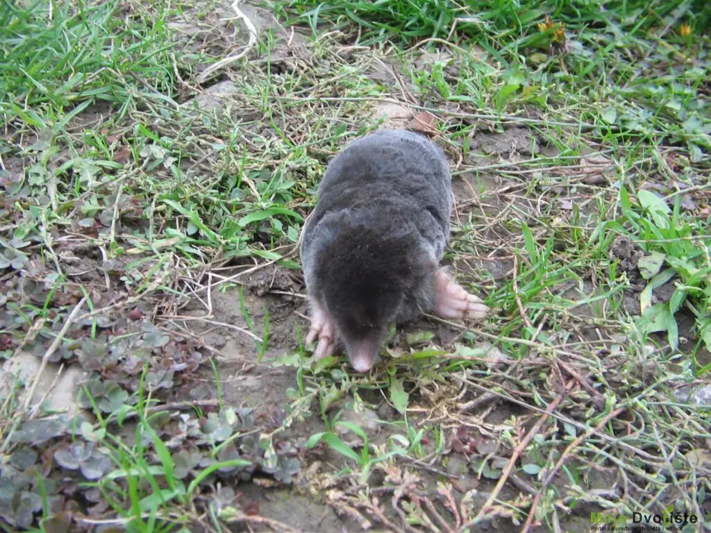 IMG_1203.15864 | Moje Dvorište Krtica | Moje Dvorište