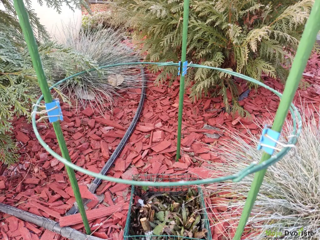 IMG_20230210_085847 | Moje Dvorište Potpore za perene | Moje Dvorište