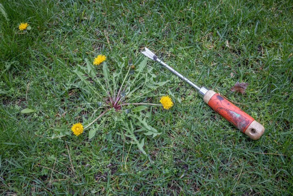 Korov11 | Moje Dvorište Izvlakač za „maslačak“ | Moje Dvorište