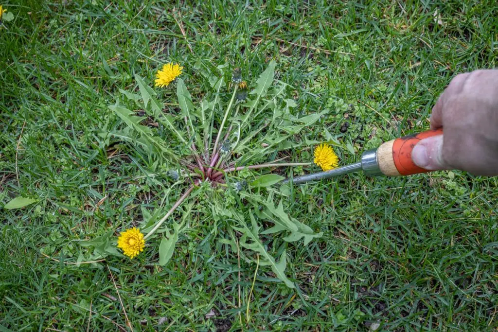 Korov12 | Moje Dvorište Ubodite ga u zemlјu pored korova | Moje Dvorište