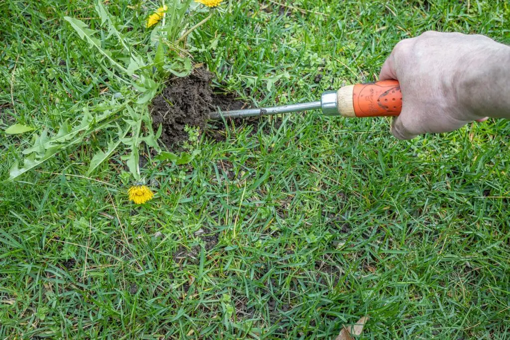 Korov13 | Moje Dvorište Izvadite celu biljku sa korenom. | Moje Dvorište