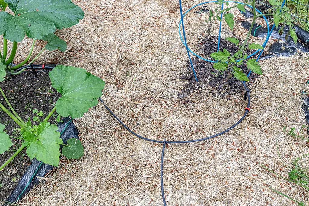 Korov3 | Moje Dvorište Koristite prirodne i veštačke malčeve | Moje Dvorište