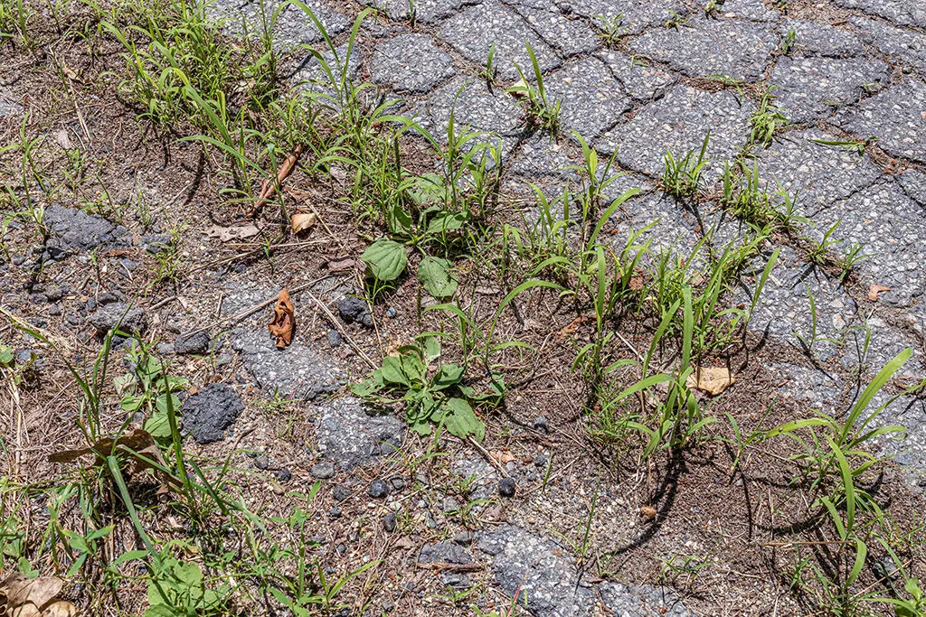 Korov4 | Moje Dvorište Mnogi korovi uspevaju u nepovolјnim uslovima zemlјišta | Moje Dvorište