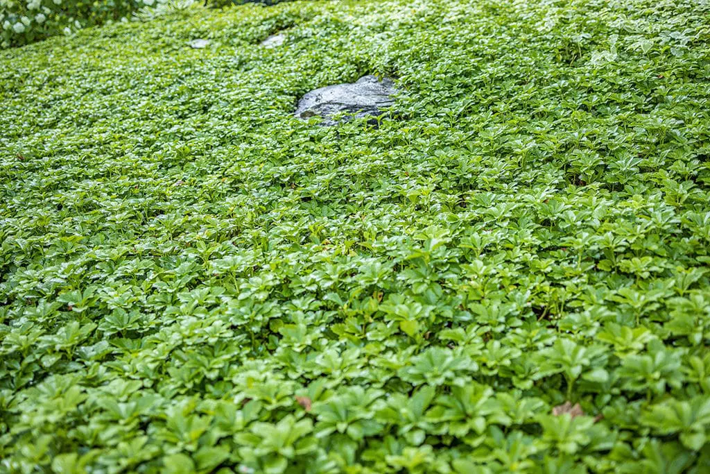 Korov5 | Moje Dvorište Pokrivači tla | Moje Dvorište